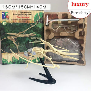 Archaeological Dinosaur Fossil Skeleton Model