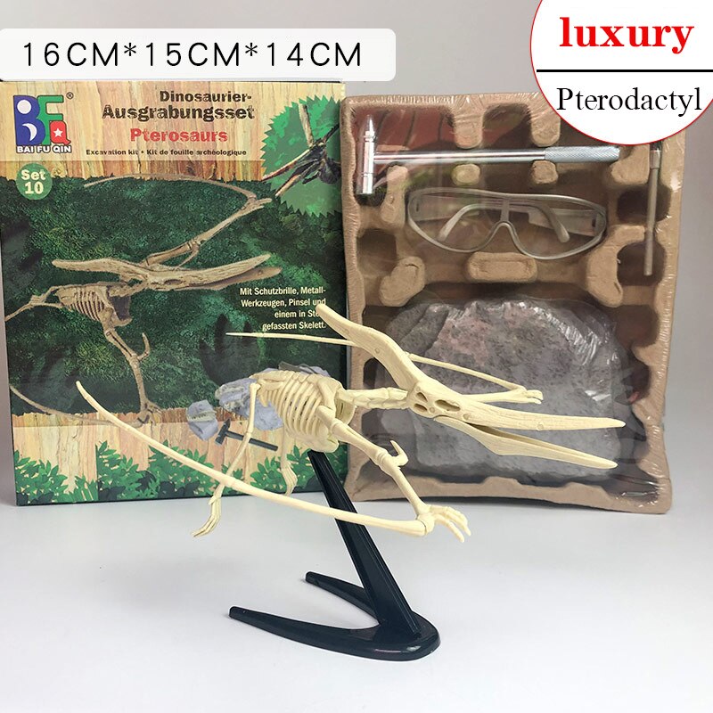 Archaeological Dinosaur Fossil Skeleton Model